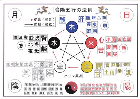 身體五行|五行